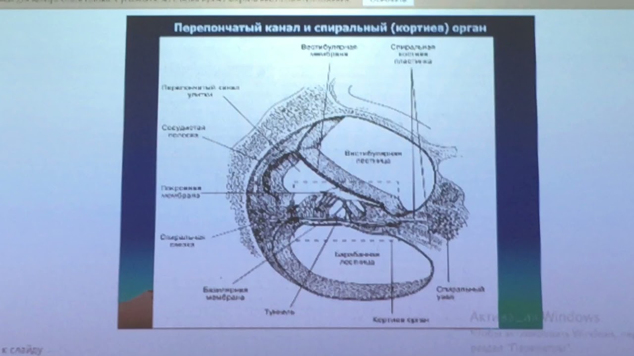 Орган слуха гистология презентация