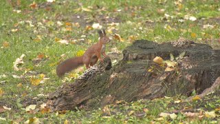 Золотим плащем вкриває землю ще одна осінь, за яку ми дякуємо Збройним Силам України🇺🇦. Живемо, працюємо, боремось, віримо, чекаємо і пам'ятаємо! (ВІДЕО)