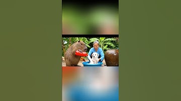 Capy cùng anh giúp bà tắm cho CHÓ KIỂNG và cái kết #capybara