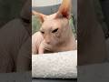 Со своим нельзя цитаты юмор смех шутка приколы Cat Со своим нельзя цитаты юмор смех шутка приколы Cat