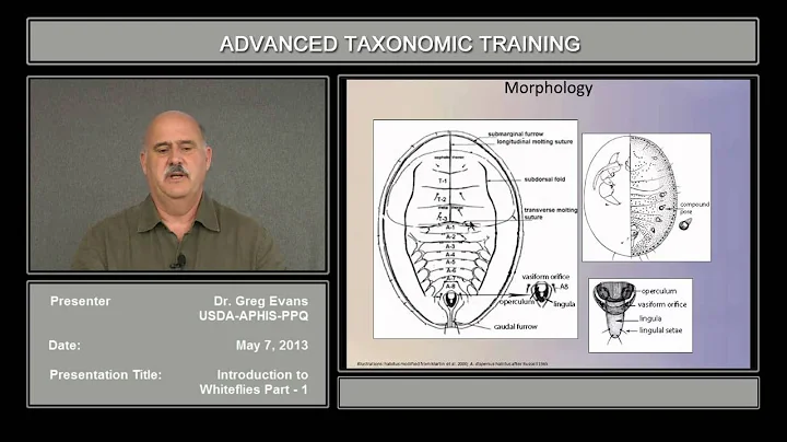 Introduction to Whiteflies Part 1