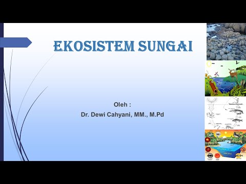 Ekosistem Sungai  (Dr.Dewi Cahyani,MM.,M.Pd)
