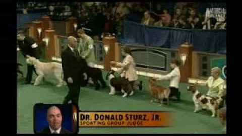 Enzo at 2006 Harrisburg Eukanuba Tournament of Champions