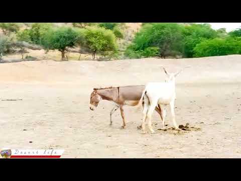 Donkey mating: Donkey enjoying || DesertDonkey mating |تزاوج الحمار | حب الحمار