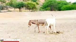 Donkey mating: Donkey enjoying || DesertDonkey mating |تزاوج الحمار | حب الحمار