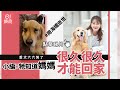 周海媚逝世｜愛犬六六哭了 小編：牠知道媽媽很久很久才能回家｜01娛樂｜周海媚｜寵物靈性｜沒精打彩