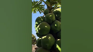 Dwarfed Pawpaw With So Much Fruit 