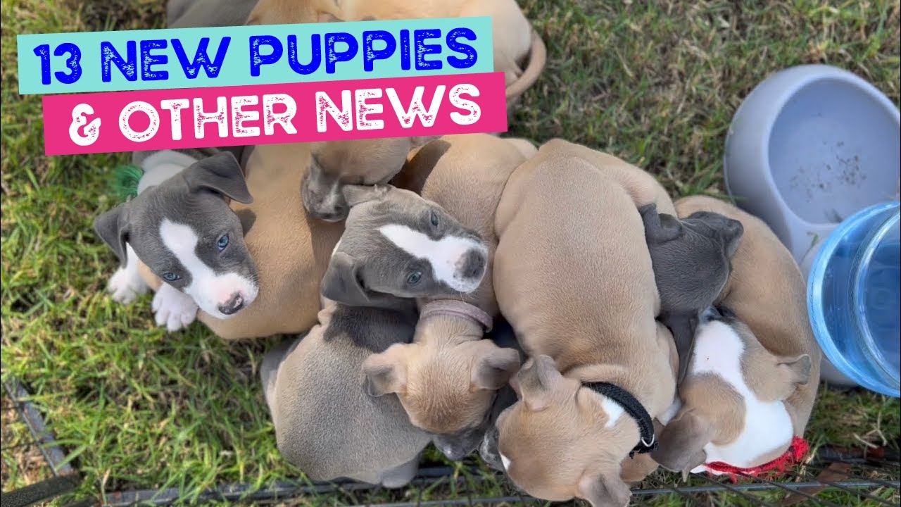 FARM UPDATE 13 New Puppies, Rodney Has Left, Day Care Cancelled this