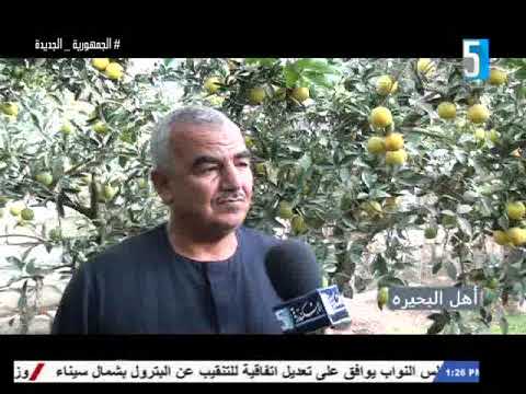 أهل البحيره حول زراعة البرتقال وكيفية تسويقه 