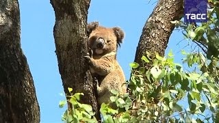 В Австралии ученые спасают коал: для животных, которые обычно вообще не пьют, построили поилки В Австралии ученые спасают коал: для животных, которые обычно вообще не пьют, построили поилки