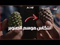 في لبنان ت وجد أكبر غابة صنوبر حامل في الشرق الأوسط فكيف للمزارع اللبناني أن يخسر في لبنان ت وجد أكبر غابة صنوبر حامل في الشرق الأوسط فكيف للمزارع اللبناني أن يخسر