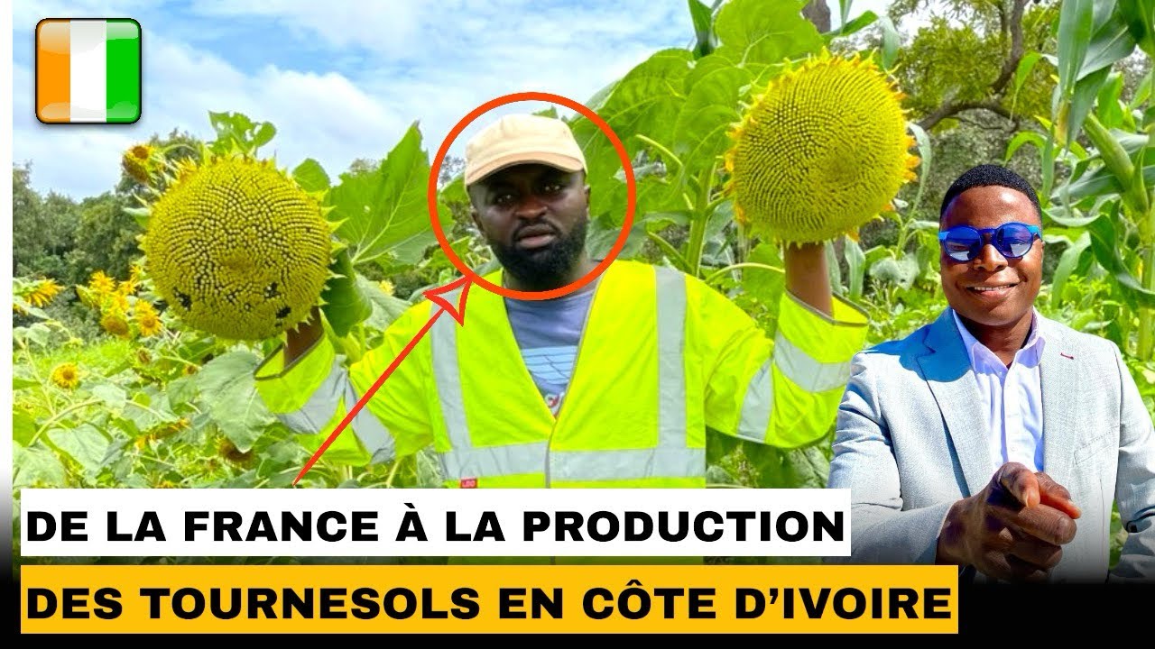 Doumbia adama a quitté la France pour cultiver du tournesol en Côte-d’Ivoire.