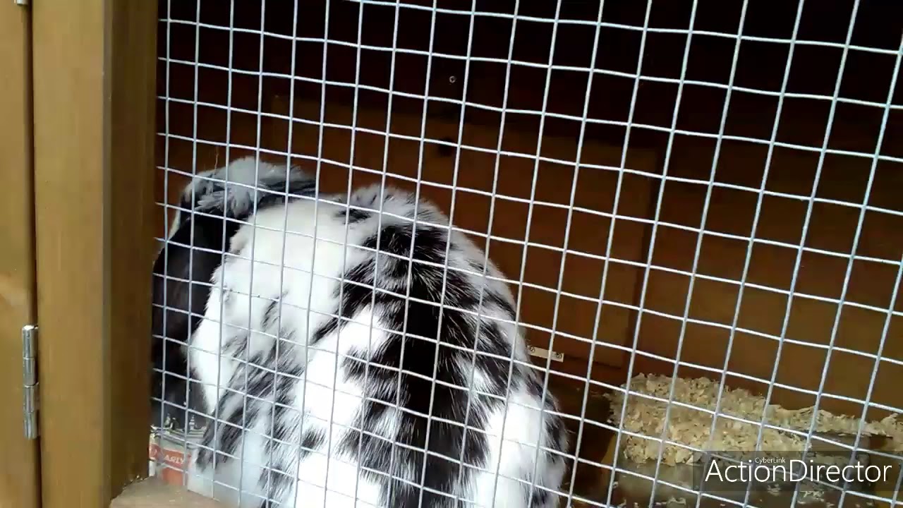 Poppy Eating Newspaper YouTube