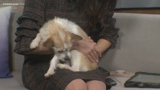 Pet of the Week | Olivia