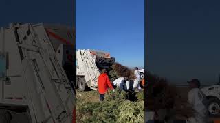 Garbage truck vs 4 Christmas trees #garbage #recycling #garbagetruck #christmastree