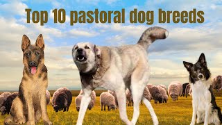 🐾Top 10 Pastoral Dog Breeds: Herding & Guarding Companions for Your Family🐶 by Megmer Puppies 617 views 1 month ago 5 minutes, 21 seconds