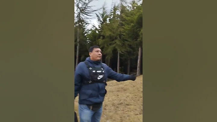 bosque de pinos en la mesita andina,frias