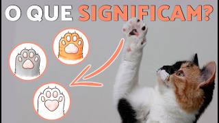 A personalidade do seu gato de acordo com as suas patas 🐾🐱