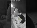 Panther Attack 😱😨 #viral #wildlife #panther #attack #sora2 #shorts #dhurandhar