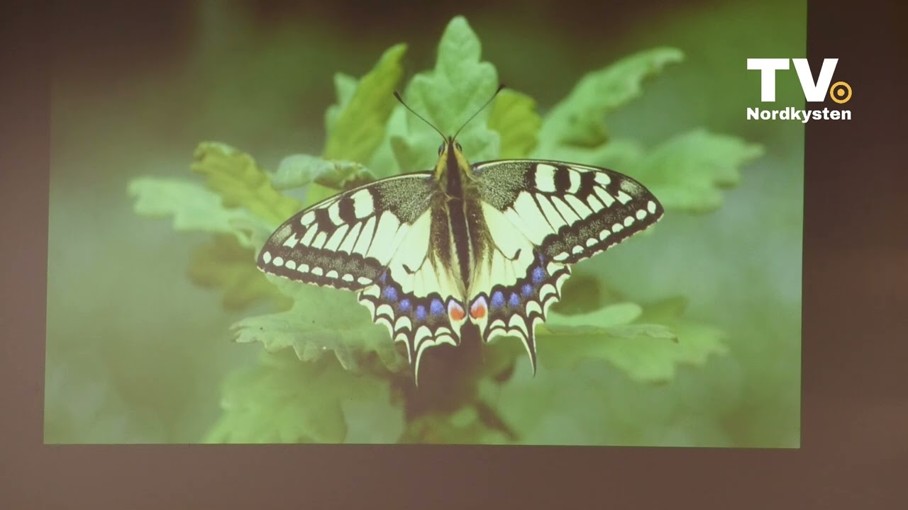 Foredrag om insekter og biodiversitet   i din egen have - af Michael Stoltze.