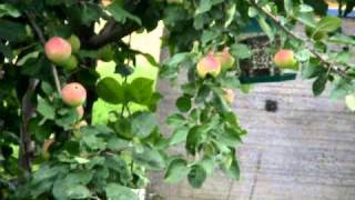 harvesting apples