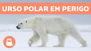 Porque o urso polar não sobrevive no ambiente quente?