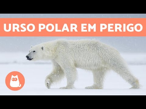 Vídeo: Saiba como o Dia Internacional do Urso Polar ajuda a salvar vidas