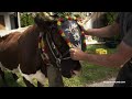Almabtrieb - Alpines Brauchtum im SalzburgerLand