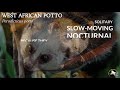 West african potto