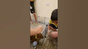 Bé Mít cho Capybara ăn. P1 #shorts