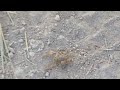 زندگی عقرب