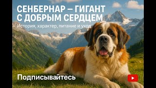 видео: Сенбернар — гигант с добрым сердцем 🐶 История, характер, питание и уход картинка: Сенбернар — гигант с добрым сердцем 🐶 История, характер, питание и уход
