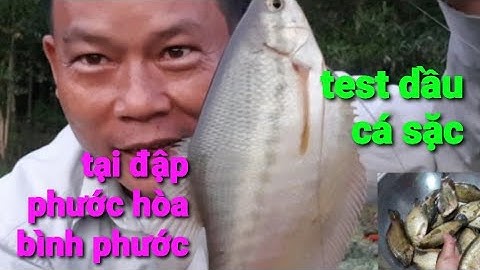 Test bài mồi dầu dụ cá sặc tại đập Phước Hòa khá thành công   | @TAMCARO