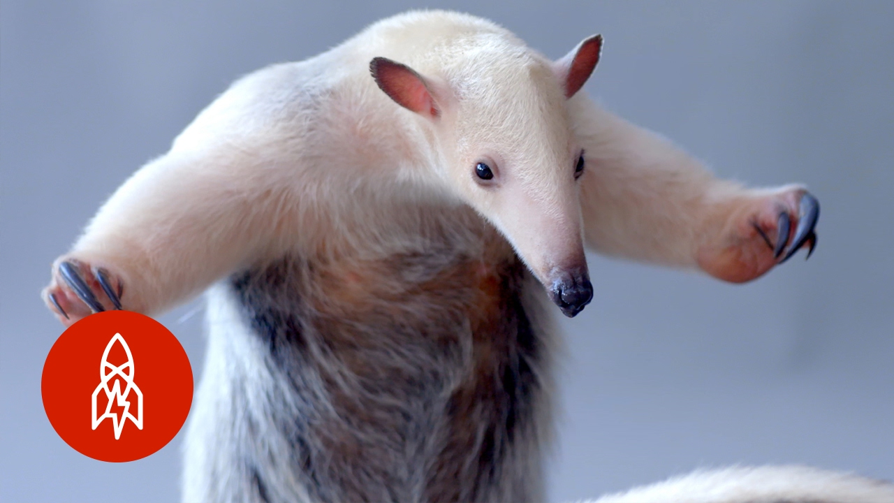 The Tough-Skinned Tamandua Is Hard as Nails 