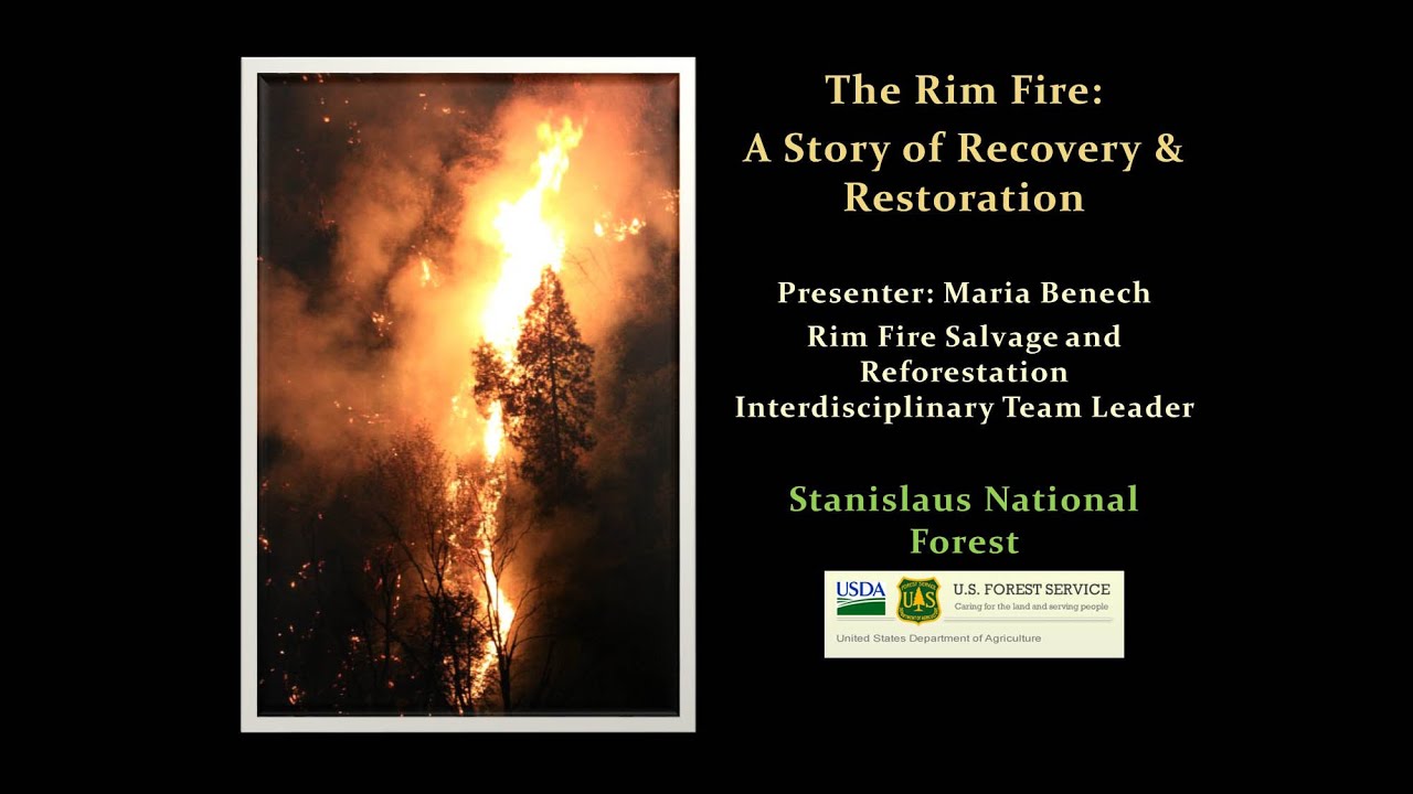 Download Rim Fire Restoration: Large Scale Reforestation