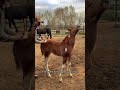 Clumsy Horses Big CompilationFailsCompilation #ViralAnimals #CuteAndFunny