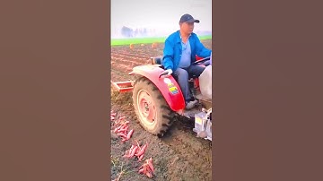 TetraSmart Revolutionizing Carrot Harvesting: The Innovative Carrot Harvesting Machine