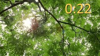 Sunlight Through Trees Countdown Video