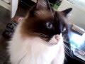 Cat (ragdoll) Dushi meowing