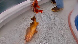 Got My Rockfish Limit On The Rita G Fishing Charter At Morro Bay #saltwaterfishing #fishing #deepsea