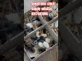 Sonali Desi Chick Supply Odisha 8917402896 Westarnodishafarming Chicken Desikukudafarm Duck Sonali Desi Chick Supply Odisha 8917402896 Westarnodishafarming Chicken Desikukudafarm Duck