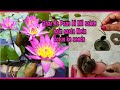 Easiest n cheapest way of growing lotus at home 15           