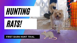 My Dog's First Barn Hunt Trial