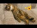 Funniest Cat Videos of All Time 🐱😂 — Can You Watch Without Laughing? 🐈