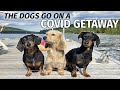 Ep#5: The Dogs Go to the Cottage for a COVID GETAWAY!