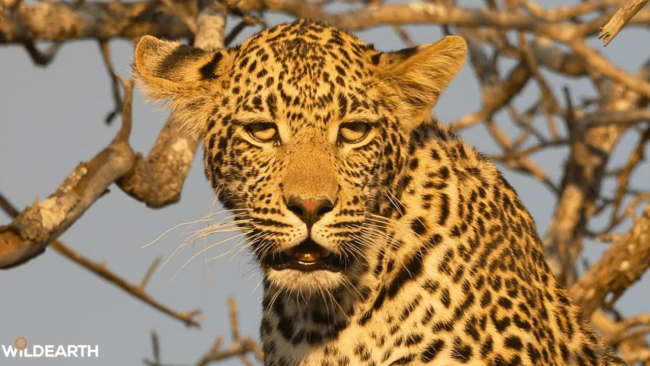 SafariLIVE Sunset - 20 July 2025
