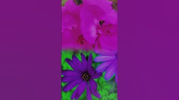 أجمل حالات واتس آب¶ سورة الرحمن
