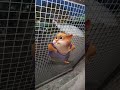 cute jerry mouse dance with peacocks