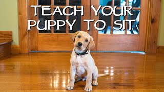 Labrador Retriever Clicker Train Your Puppy To Sit  Gun Dog Training