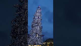 Christmas Tree At Vatican City 22 December 2024